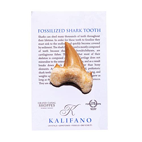 KALIFANO 1 Count ST59 Natural Prehistoric Shark Tooth Fossil