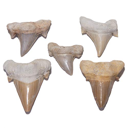 KALIFANO 1 Count ST59 Natural Prehistoric Shark Tooth Fossil