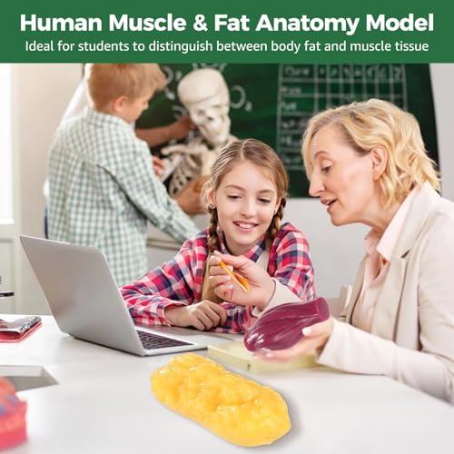 Human Muscle & Fat Anatomy Model Set 7.48 x 7.09 x 2.36 inches CPX961916cad0 Education Aid