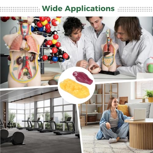 Human Muscle & Fat Anatomy Model Set 7.48 x 7.09 x 2.36 inches CPX961916cad0 Education Aid