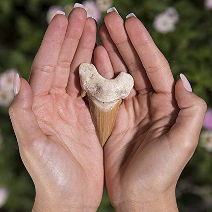 KALIFANO 1 Count ST59 Natural Prehistoric Shark Tooth Fossil
