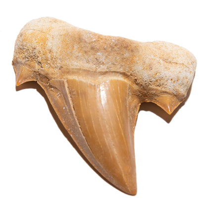 KALIFANO 1 Count ST59 Natural Prehistoric Shark Tooth Fossil
